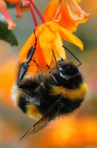 Orange Flower And Bumble Bee Bumble Bee Bee Bee Art