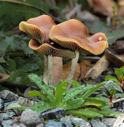 Wavy Caps Psilocybe Cyanescens Picture Mushroom