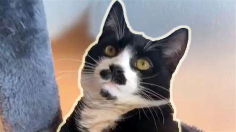Charming Cat Has Moustache And Goatee Youtube