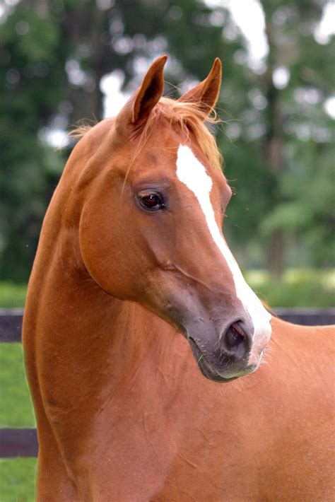 Most arabians stand between 14.1 and 15.2 hands and weigh between 800 and 1,000 pounds as adults. Arabian horse - Pentax User Photo Gallery
