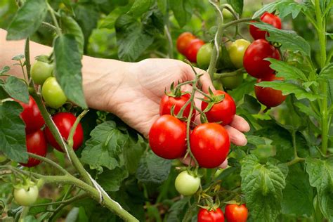 Types Of Tomatoes 20 Best Tomato Varieties To Grow