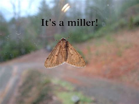 Ways To Keep Miller Moths Out Of Your House • The Prairie 50 Off