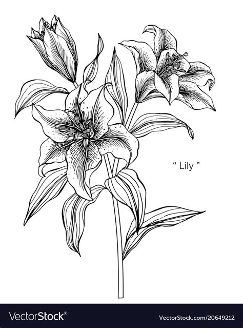 Lily Flower Drawing Royalty Free Vector Image Vectorstock