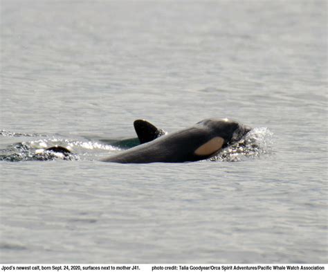 Alive And Boisterous Endangered J Pod Welcomes Second Orca Calf Born