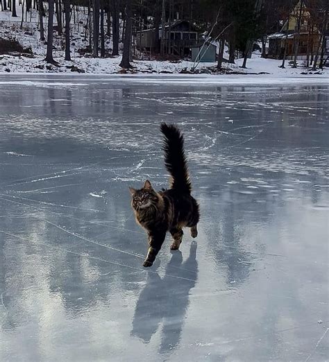 Sprinkles The Cat Out On A Frozen Lake Animals Funny Animals Funny