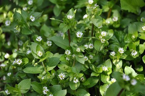 Check spelling or type a new query. 9 Common Lawn Weeds in Northern Virginia: Identification ...