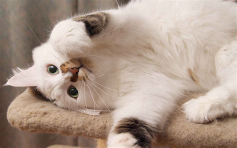 White Fluffy Cat Sprawled Wallpapers And Images Wallpapers Pictures