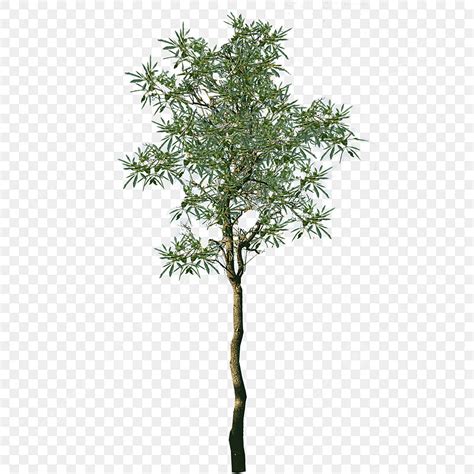 Melaleuca Leucadendra Kayu Putih Pohon Tanaman Pohon Pohon