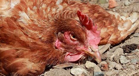 Coccidiosis In Chickens Ufifas Extension Suwannee County