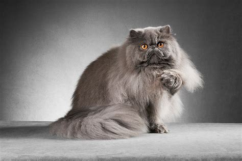 Persian Cat Breed Information And Advice Your Cat