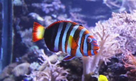 7 Most Colorful Saltwater Fish (These Are Stunning) - Salt ...