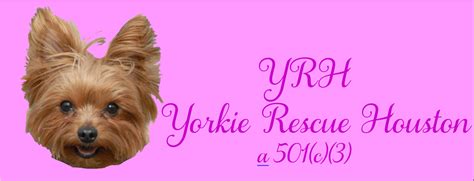 Animal shelters & rescues near you. Yorkie Rescue HoustonPet Shelter in Spring TX