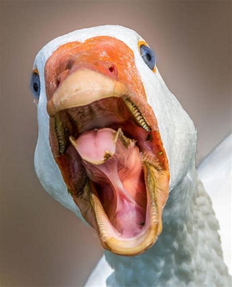 Bird Mouths Are Terrifying Pet Birds Bird Bird Beaks