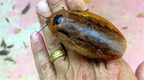 Giant Roach Largest Cockroach But Its Really Cool Youtube