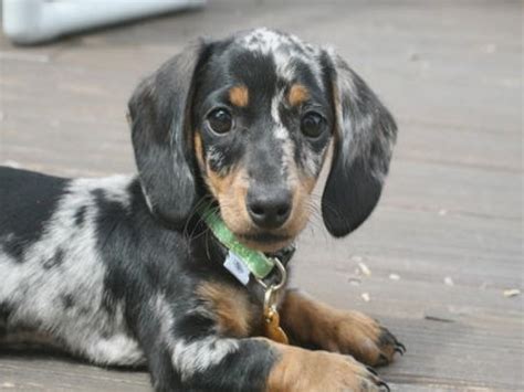 69 Dapple Dachshund Puppies Picture Bleumoonproductions