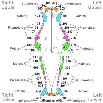 Clients really appreciate the printed charts that help improve the. canine dental chart - Google Search | Vet tech student ...