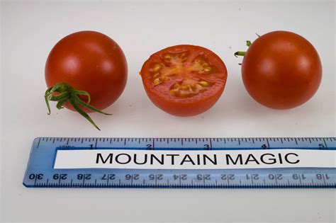 Tomato Varieties Rutgers Njaes