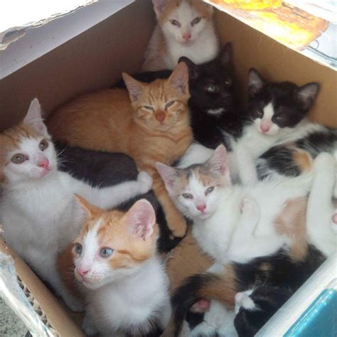 What You Should Always Do Immediately If You Find A Litter Of Kittens