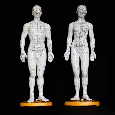 Anatomical Human 50cm Tall Acupuncture Model Pair Acupuncture Models
