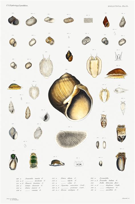 Sea Snail Varieties Set Illustration Free Photo Rawpixel
