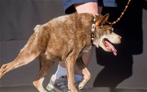 Look 10 Year Old Mutt Is ‘worlds Ugliest Dog Inquirer Lifestyle