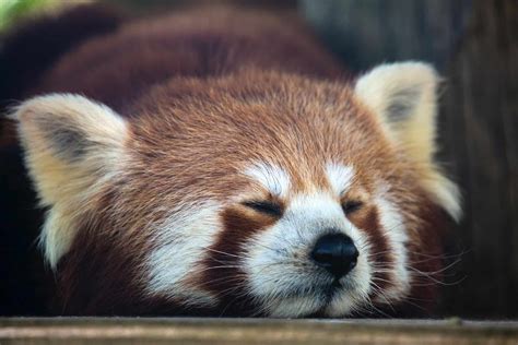 Adorable Facts About The Red Pandas You Have To Know Facts Net