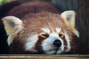 50 Adorable Facts About The Red Pandas You Have To Know - Facts.net