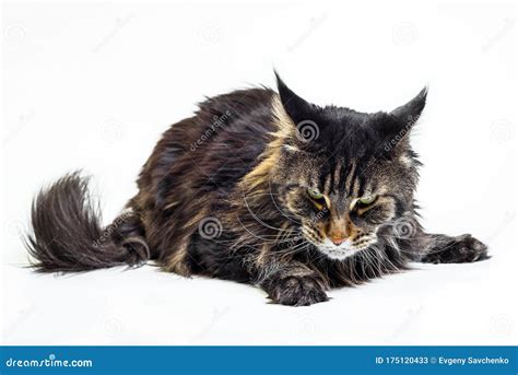 Angry Cat Maine Coon On White Background Stock Image Image Of British