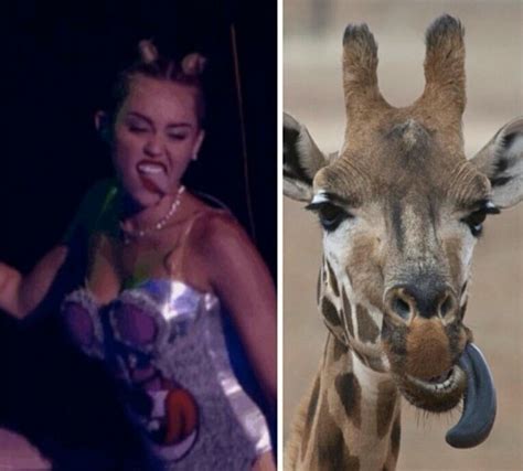 Lol Miley Cyrus Giraffe Meme Memes Giraffe