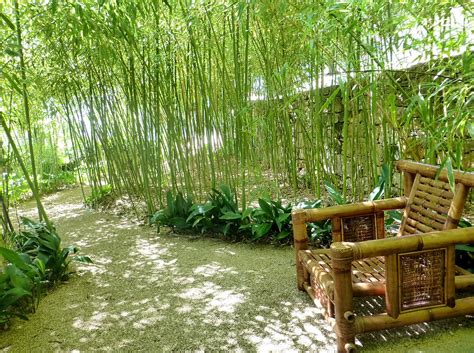 Bamboo Central Coast Bamboo