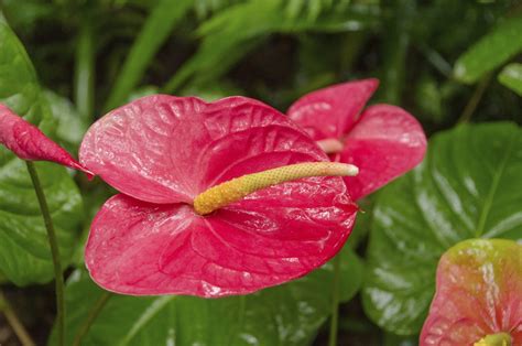 List Of Different Types Of Exotic Flowers With Exquisite