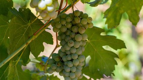 Grenache Blanc Wine Guide Virgin Wines