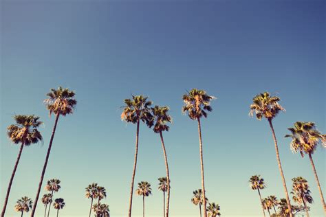 Palm Trees In Retro Style 211