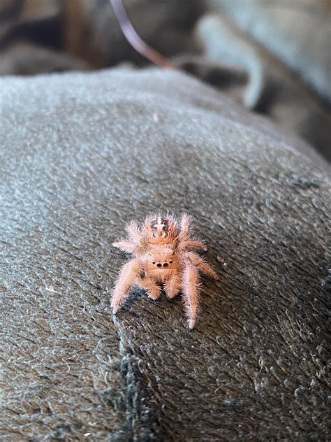 she s so fluffy omg r jumpingspiders