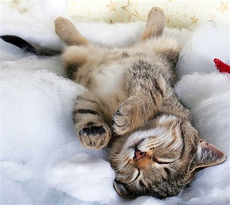 10 Cute Sleeping Cats Cute Animal Names