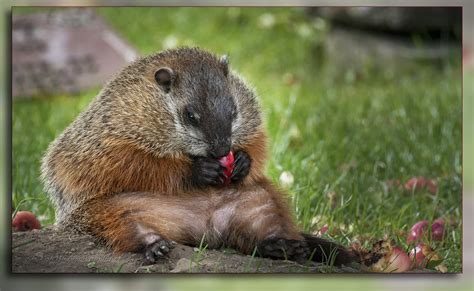 Marmotte / Groundhog / Marmota monax | Une marmotte, bien ...