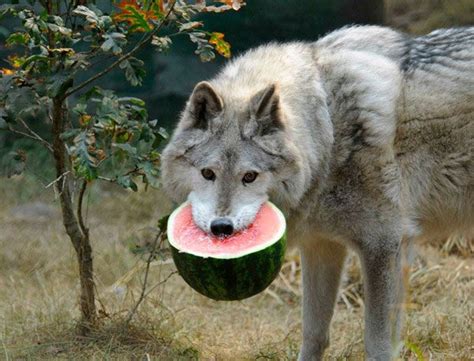 Funny Wolf Pictures With Captions Funny Pictures Of Animals Funny