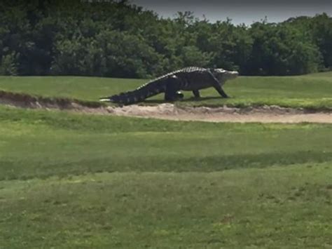 Giant Alligator Spotted Strolling At Golf Course