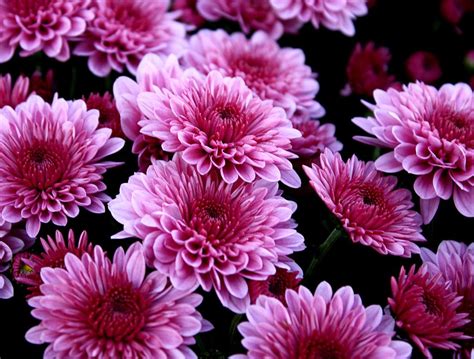 Best Annual Flowers to Plant Each Year | Purple Flower