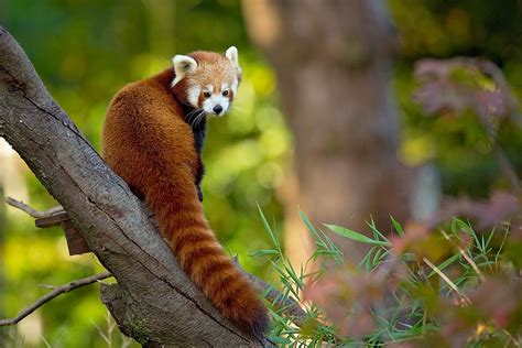 Red Panda Facts Astonishingceiyrs