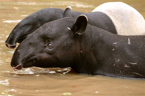 Tapirs End Up As Roadkill Again Clean Malaysia