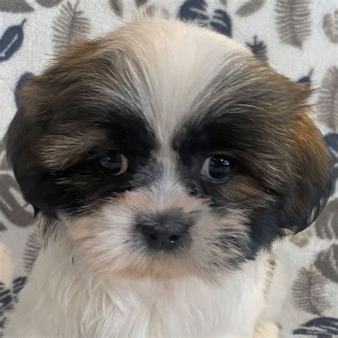 Shih Tzu Puppy For Sale Heavenly Puppies