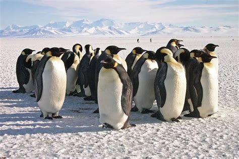 Happy Feet Emperor Penguins Are More Than Willing To Relocate Nbc News