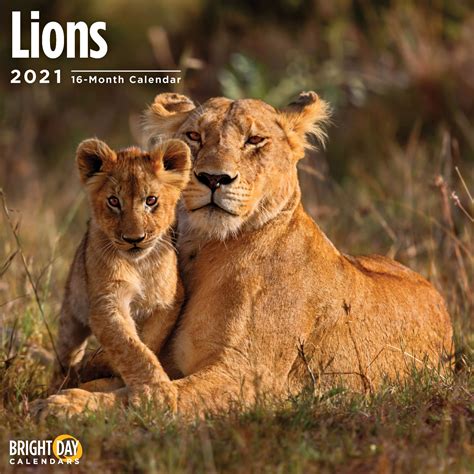 As couponxoo's tracking, online shoppers can recently get a save of 12% on average by using our coupons for shopping at food lion. 2021 Lions Wall Calendar - Walmart.com - Walmart.com