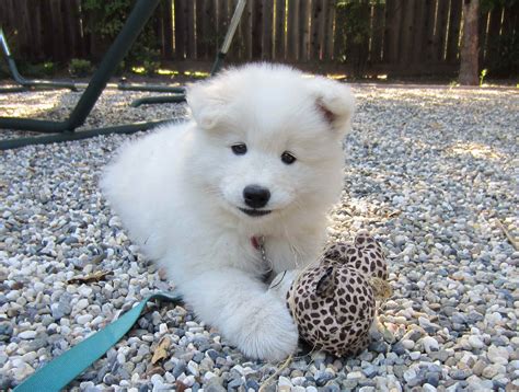 We Have Puppies Samoyed Puppy Puppies Cute Dog Pictures