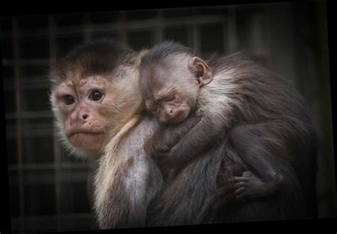 Hold On Tight Newquay Zoos New Baby Capuchin Monkey Loves Piggyback