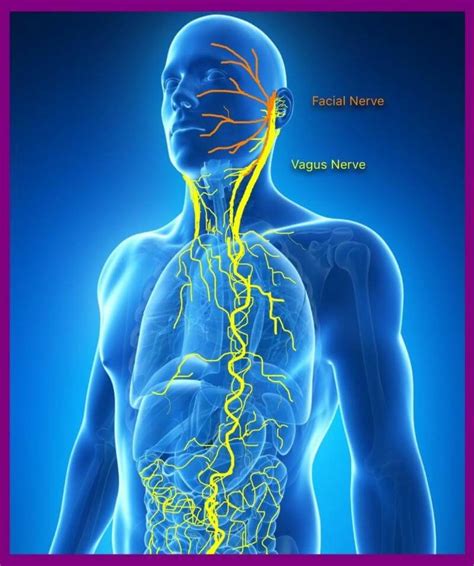 Best Health Vagnus Nerve Images In Vagus Nerve Vagus Nerve My XXX Hot