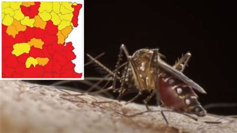 Asian Tiger Mosquitoes And Their Potentially Deadly Viruses Are Heading To The Uk 7news
