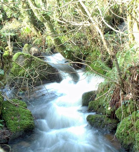 Woodland Stream | Cornwall Guide