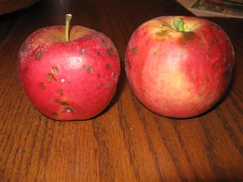 Top 5 Most Common Apple Tree Diseases You Should Watch Out